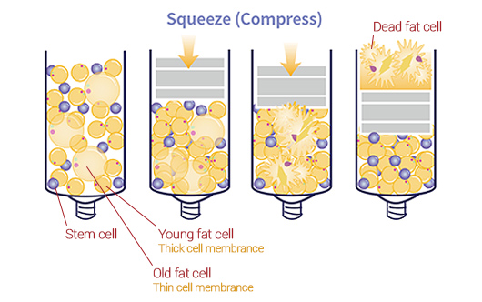 Fat Processing Mechanism